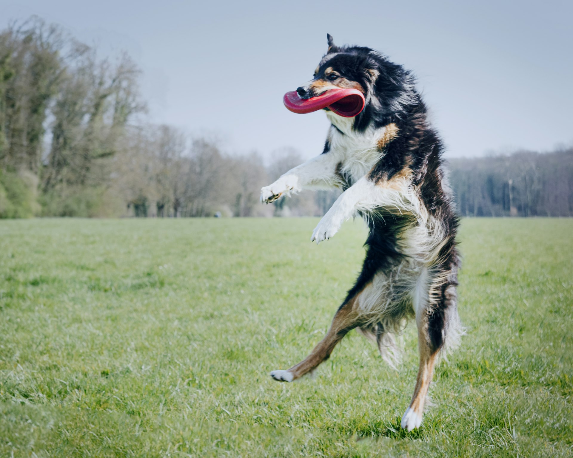 a dog jumping in the air to catch a frisbee